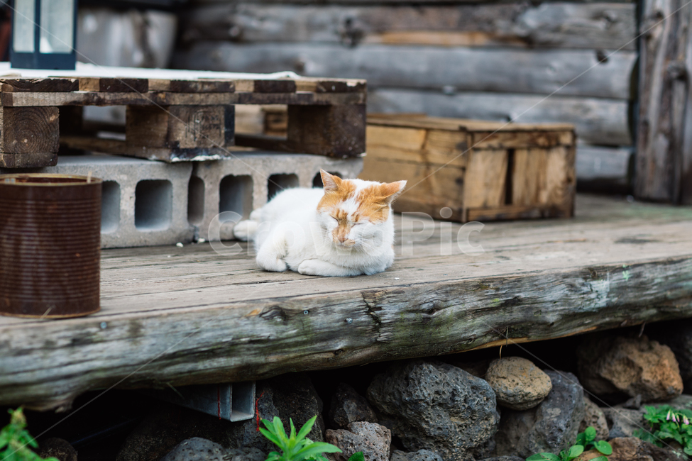 고양이,야옹이,냥,길냥이,꽃냥,동물,야옹,cat,캣,동물,animal,포유류,mammal,고양이,cat,kitten,kitty,감성,sensible,feeling