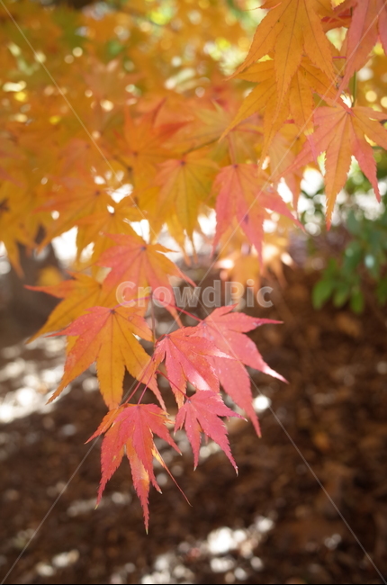 가을,가을감성,단풍,단풍잎,가을단풍,가을,계절,fall,autumn,season,식물,자연,plants,nature,plant,leaf,잎,tree,나무,maple