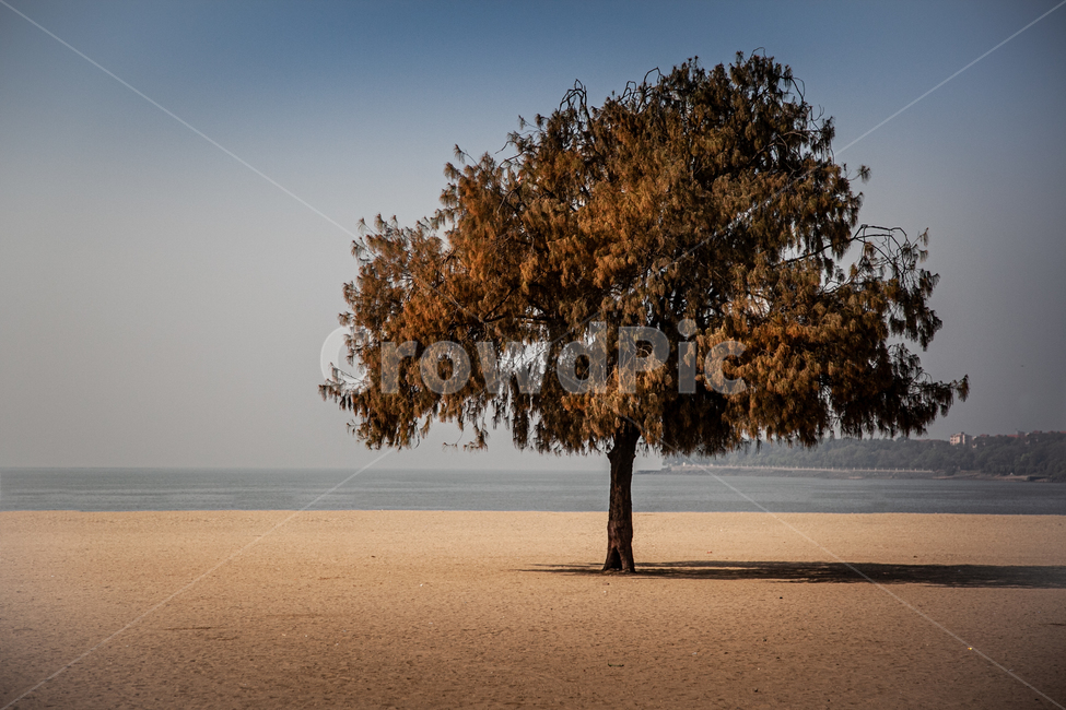 tree,나무,모래,바다,plant,가을,계절,fall,autumn,season,자연,풍경,nature,landscape