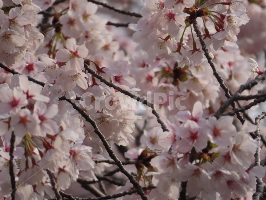 벚꽃,나무,식물,아름다움,분홍,풍경,꽃송이,cherrytree,plants,beauty,pink,scenery,blossoms