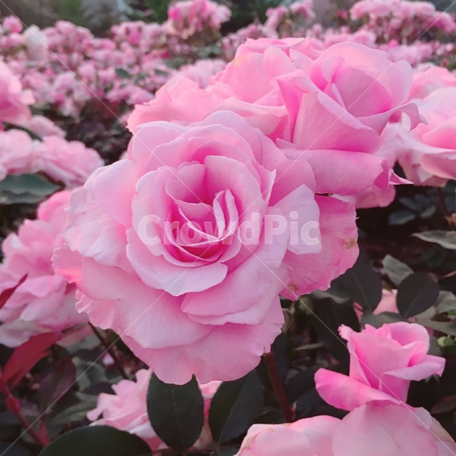 장미,꽃,분홍,화단,정원,rose,pink