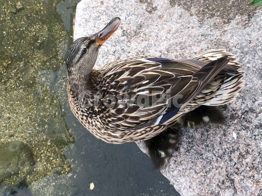 청계천,새,물,동물,bird,water,오리