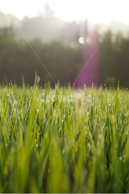 벼,아침,햇살,보케,이슬,풍경,빛,식물,자연,plants,nature,감성,sensible,feeling,휴식,힐링,rest,relaxation,healing