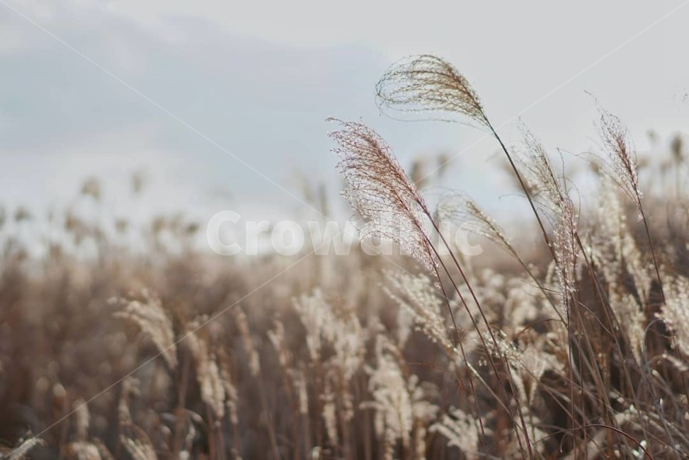 제주,새별오름,억새,오름,하늘,자연,식물,jeju,가을,계절,fall,autumn,season