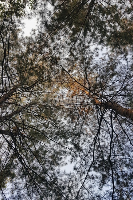 tree,나무,plant,식물,treetrunk,나무줄기,fall,autumn,가을,식물,자연,plants,nature,나무,trees,wood