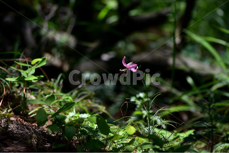솔나리,야생화,식물,자연,꽃,생태,힐링,플라워,wildflower,flower,plants,nature,season,감성,느낌,emotion,feeling,백합목,백합과,여름,백합속,분홍색,여러해살이풀,식물,자연,plants,nature,꽃,flower