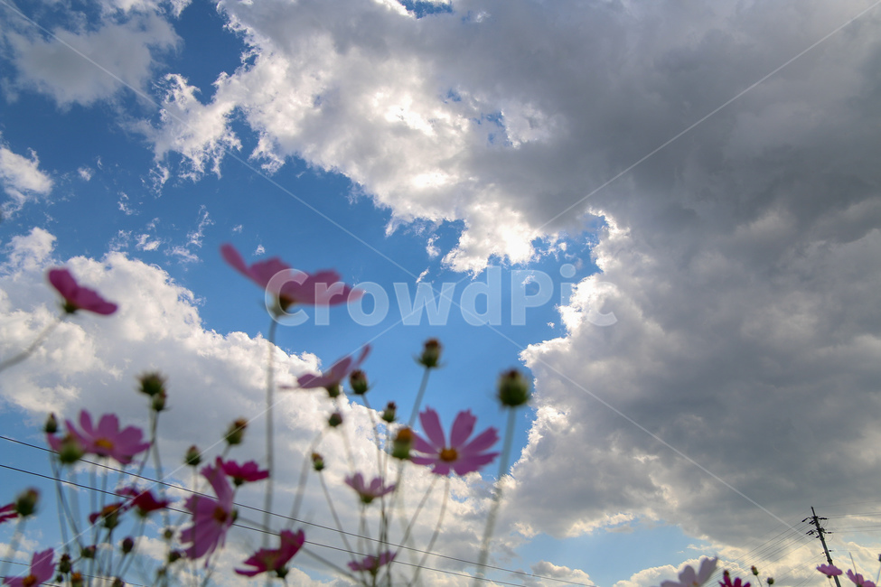 코스모스,풍경,자연,꽃,하늘,경기도,코스모스축제,flowergarden,cosmos,flower,자연,풍경,nature,landscape,식물,plants,꽃,flower,spring,봄