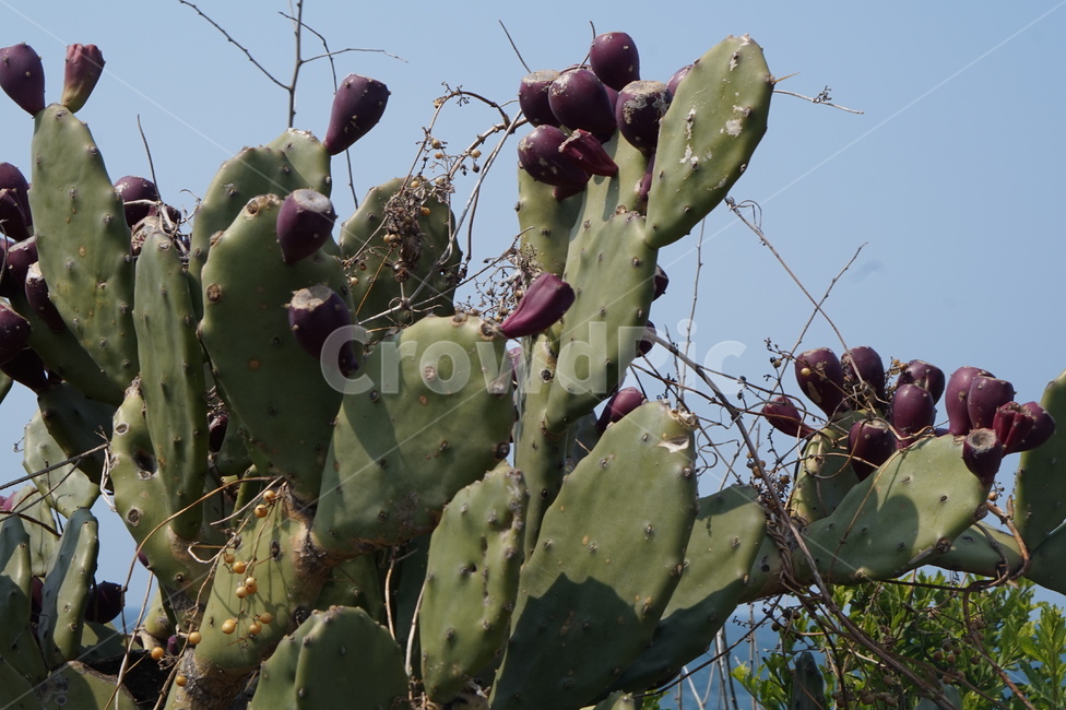 제주도,선인장,백년초,꽃,식물,식물,자연,plants,nature