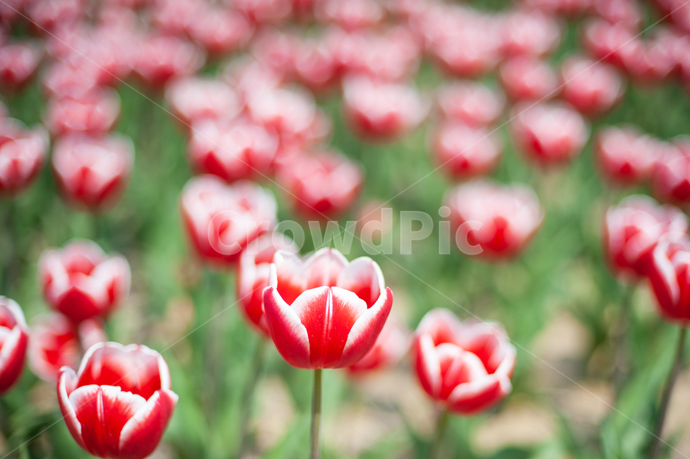 plant,식물,blossom,flower,빨간,붉은,꽃,tulip,튤립,빨간튤립,redtulip,outdoor