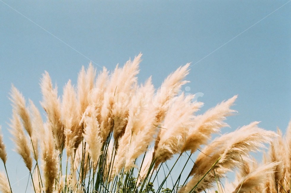 갈대,하늘,여름,감성,제주도,가을,계절,fall,autumn,season,식물,자연,plants,nature,감성,sensible,feeling,plant,grass,잔디,lawn,reed