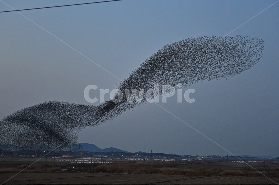 동림지,동림지가창오리,가창오리,가창오리군무,동림지황혼,nature,자연,outdoors,옥외,water,물,flock,대군,animal,동물