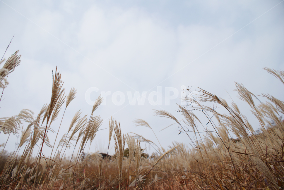 가을,갈대,갈대밭,가을하늘,자연,가을,계절,fall,autumn,season,자연,풍경,nature,landscape,식물,plants,grass,잔디,plant,lawn,reed