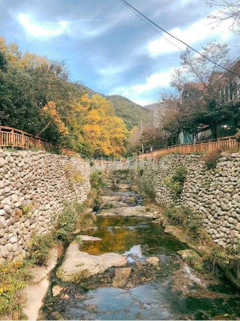 무등산,증심사,개울,초봄,꽃,나무