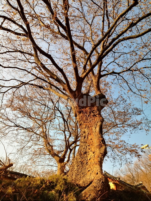 나무,느티나무,나무줄기,식물,낙엽,plant,tree,treetrunk