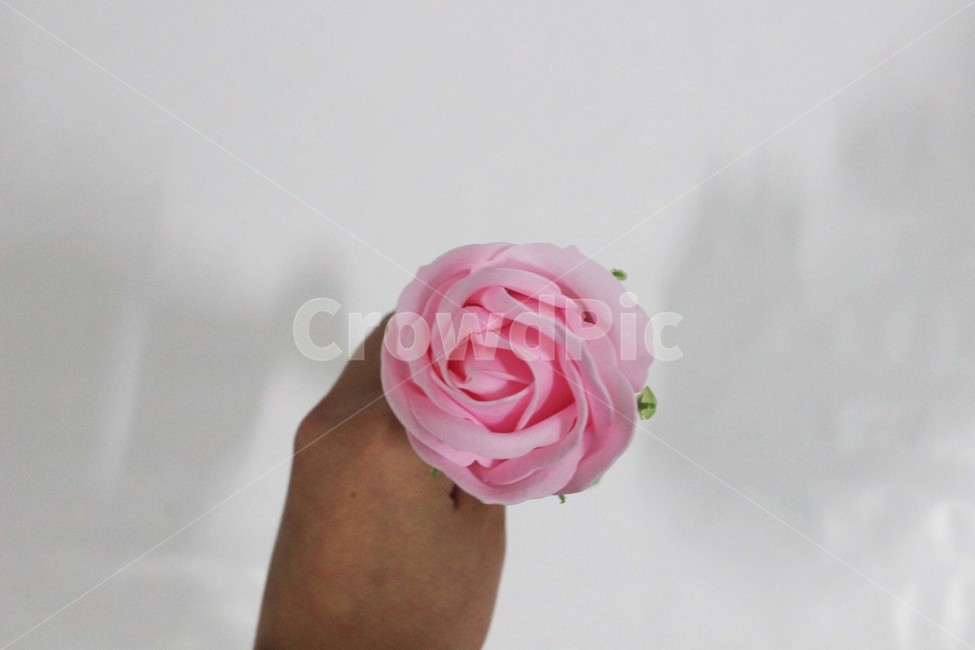 누끼,누끼사진,물건,사물,장미,장미꽃,꽃,분홍꽃,분홍색,장미잎,장식,꽃,flower,기념일,축하,anniversary,congratulation,celebrate,celebration,누끼,remove background