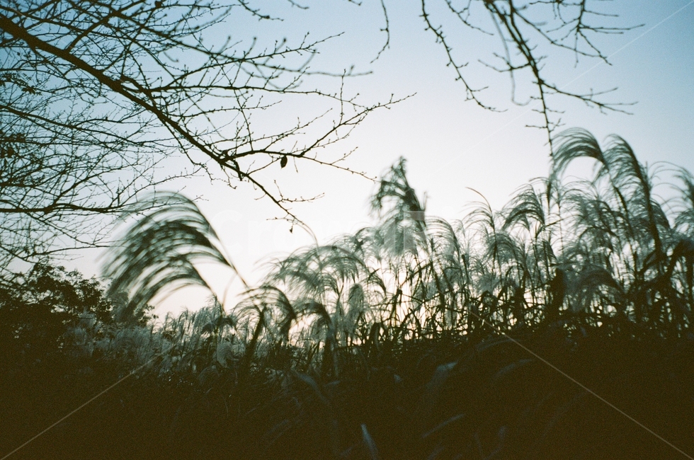 가을,억새,갈대,하늘,그림자,구름,나무,풍경,동네,산책,stroll,sky,fall,autumn,green,blue,cloud,필름,아날로그풍경,analog