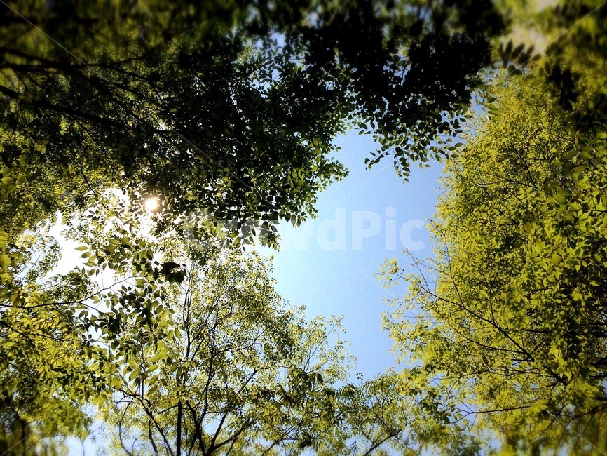 계절,봄,싱그러움,나뭇잎,healing,나무,하늘,여유,자연,풍경,nature,landscape,tree,plant,식물,tree trunk,나무 줄기