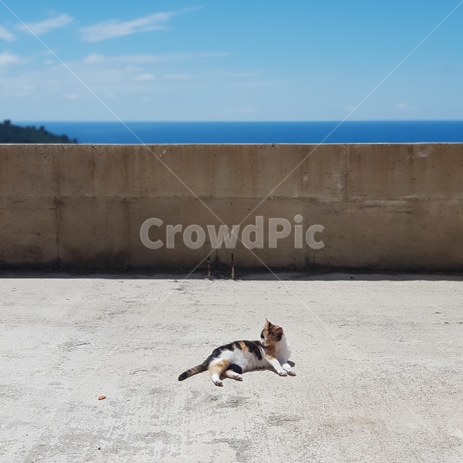 고양이,길냥이,길고양이,나른한오후,나른함,뒹굴뒹굴,동물,animal,포유류,mammal,고양이,cat,kitten,kitty
