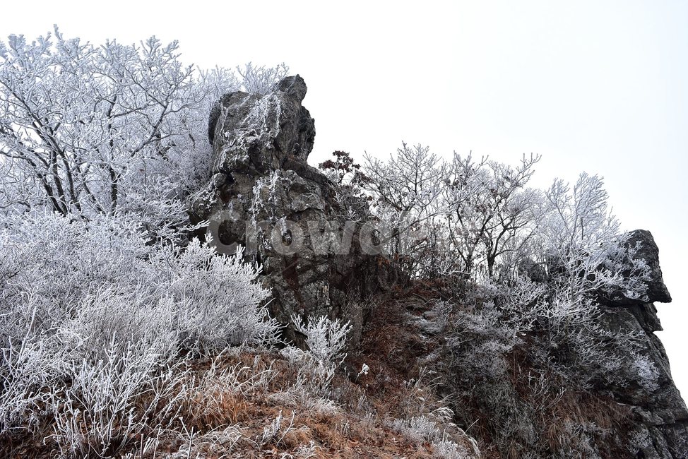 소백산,눈꽃풍경,상고대,겨울풍경,국립공원,겨울동화,힐링,감성,아름다움,뷰티풀,설국,눈풍경,100대명산,겨울명산,설경,서리꽃,snow,landscape,눈,화이트,자연,신비로운,경이로운,천상,비경,치유,산,명산,자연풍경,늦가을,영주,단양,겨울,계절,winter,season,자연,풍경,nature,landscape,한국자연풍경,한국자연경관,korea nature landscape,ice,얼음,outdoors,옥외,frost,서리