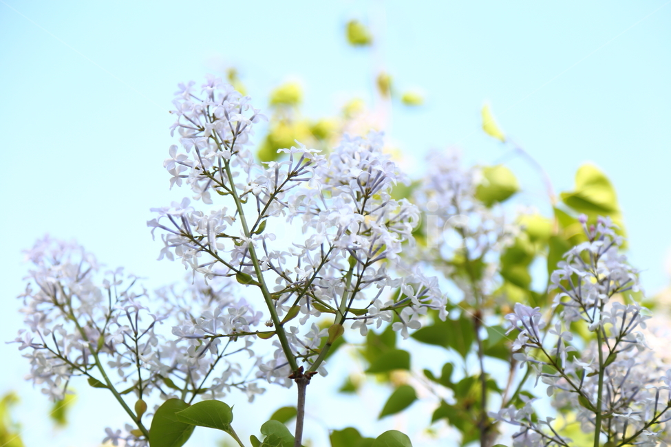 물푸레나무과,라일락,봄꽃,식물,꽃,꽃향기,식물,자연,plants,nature,꽃,flower