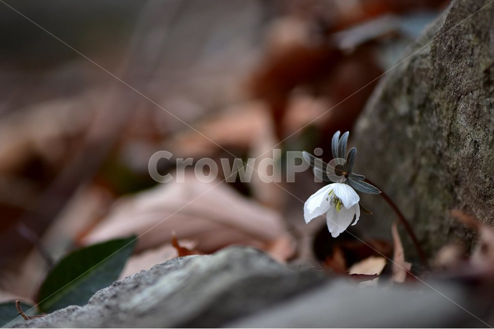 변산바람꽃,2018년,2월,야생화,꽃,생태,식물,자연,들꽃,산꽃,봄,감성,힐링,플라워,계절,시즌,wild,Flower,plants,nature,spring,season,배경,나무,목본,풀,초본,미나리아재비과,너도바람꽃속,flower,생태사진,봄꽃,거제도,봄,계절,spring,season,식물,자연,plants,nature,꽃,flower,plant,blossom,geranium,제라늄