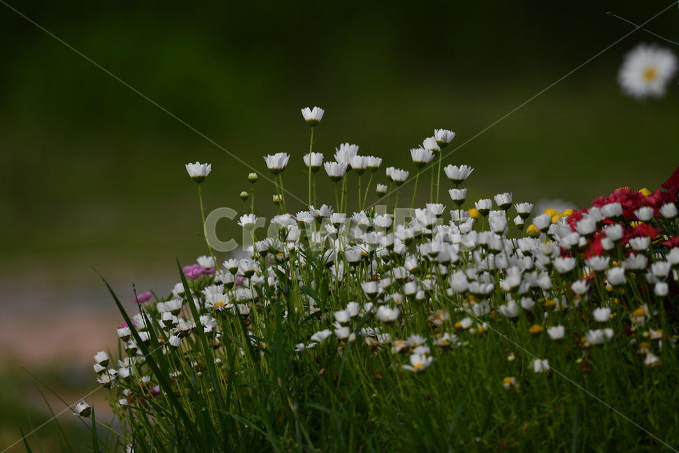 꽃,자연풍경,감성사진,식물,봄,봄,계절,spring,season,식물,자연,plants,nature,꽃,flower,plant