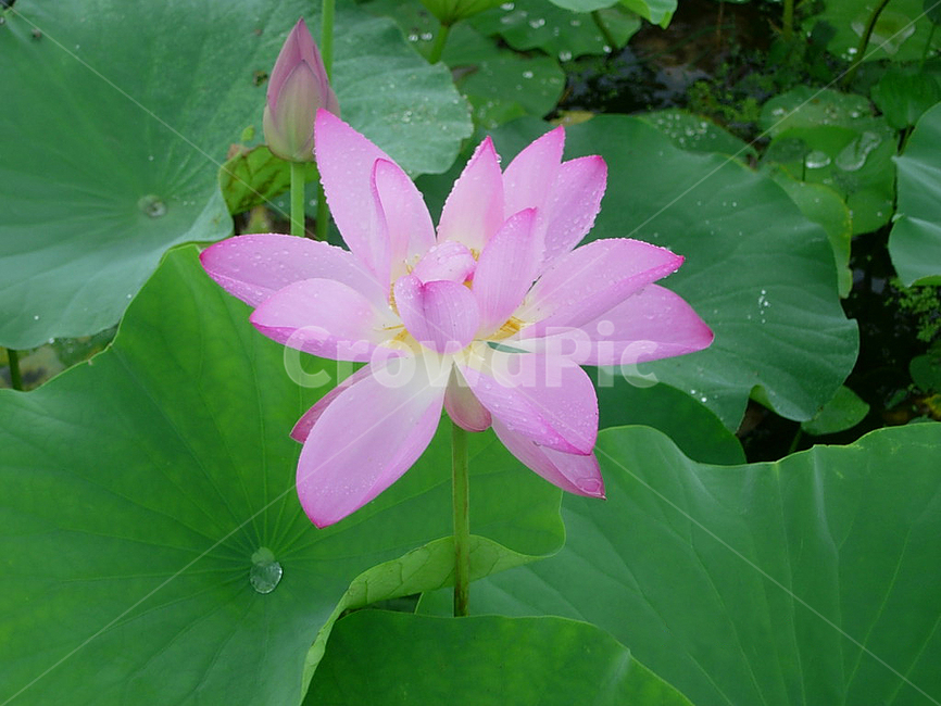 연꽃,식물,꽃,flower,blossom,식물,자연,plants,nature,꽃,flower