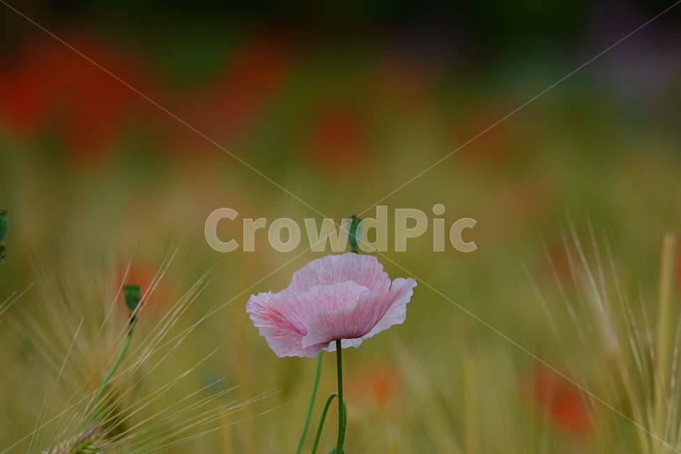 plant,식물,꽃,flower,양귀비,보리,공원,밭