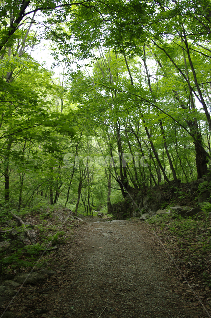길,숲,나무,식물,산길,자연,풍경,nature,landscape,path,통로,ground,바닥