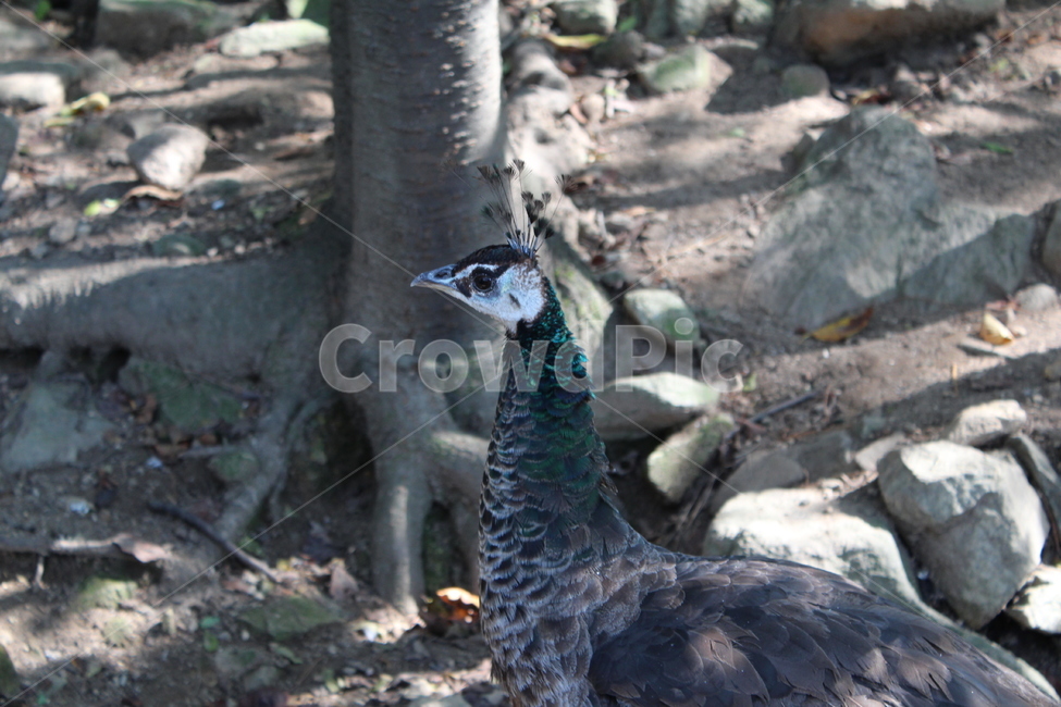 bird,새,peacock,zoo,공작,동물원,peahen,animal,동물,조류,동물,animal,조류,새,birds
