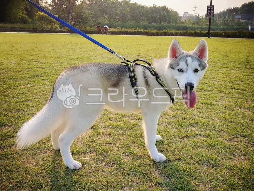 snood,Siberian husky,husky,strap,Pets,puppy,Wear a leash,animal,Eskimodog,pet dog,dog,dog walking,pet