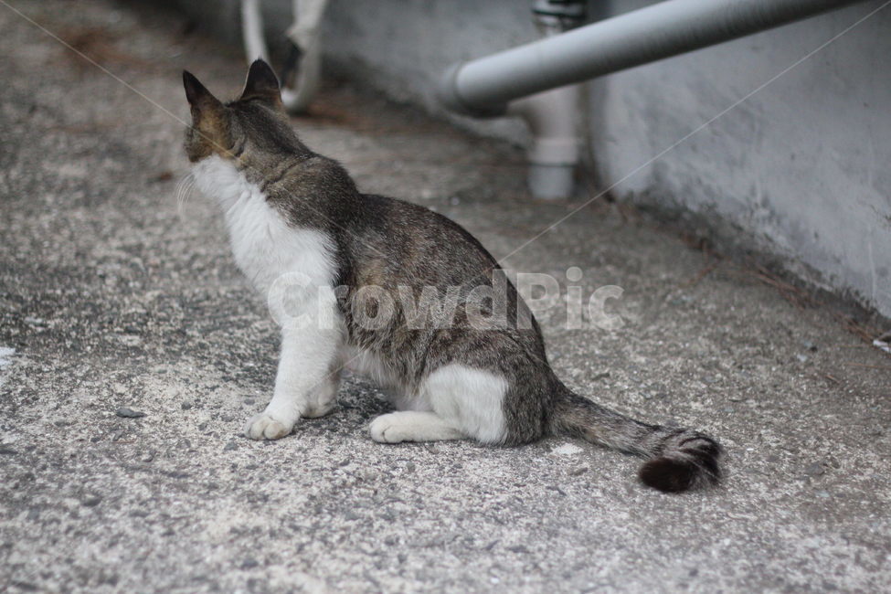 고양이,동물,길고양이,냐옹이,길거리,고양이뒷모습,동물,animal,포유류,mammal,고양이,cat,kitten,kitty
