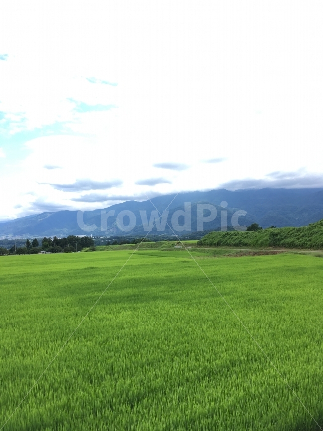 해외,벼,풍경,여름,풍경사진,자연,풍경,nature,landscape,여름,계절,summer,season,시골,마을,country,rural,town,outdoors,옥외,grassland,목초지,field,들