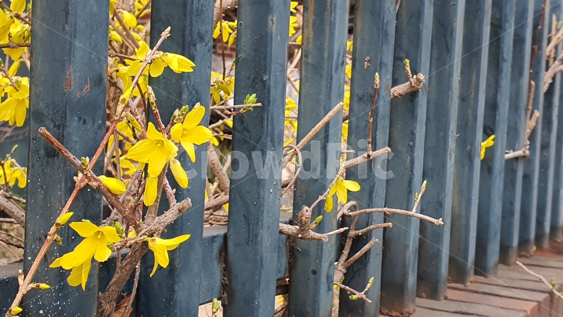plant,식물,leaf,잎,개나리,봄,spring