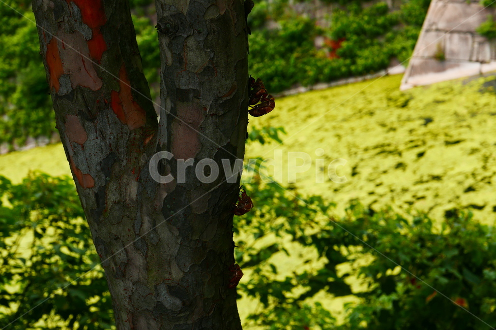 매미,여름,더위,곤충,흔적,여름,계절,summer,season,식물,자연,plants,nature,나무,trees,wood,동물,animal,곤충,벌레,insect,bug,tree,tree trunk,나무 줄기,plant