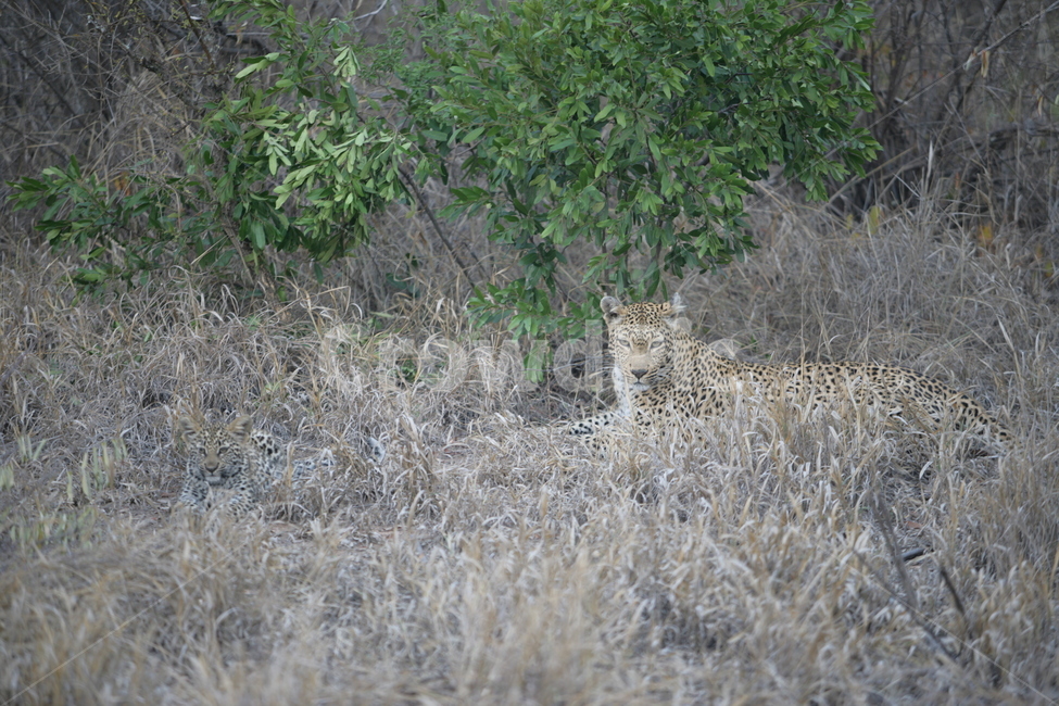 wildlife,야생동물,cheetah,치타,포유류,mammal,동물,animal,새끼,사파리,남아프리카공화국,동물,animal,포유류,mammal