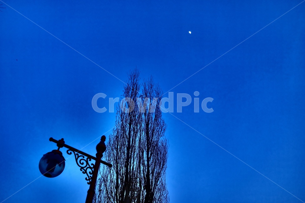 겨울밤,공원,파란,달,어둠,겨울,계절,winter,season,자연,풍경,nature,landscape,야경,밤,nightscape,night,식물,plants,나무,trees,wood