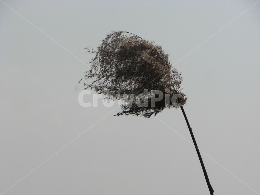plant,갈대,잔디,lawn,식물,식물,자연,plants,nature