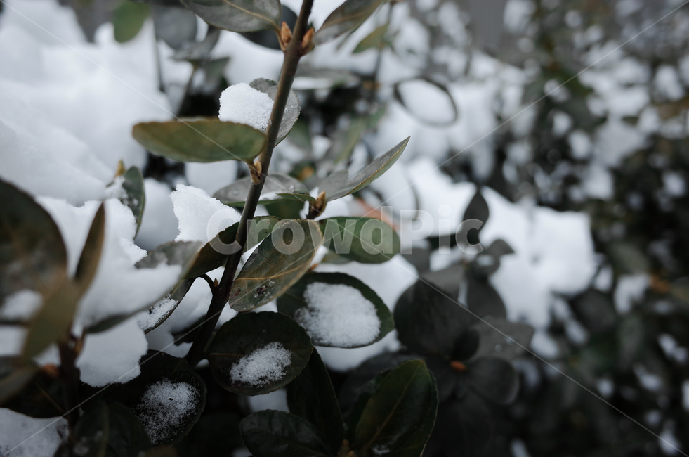 겨울,winter,눈,첫눈,snow,낙엽,나뭇잎,나무,얼음,ice,frozen,겨울,계절,winter,season