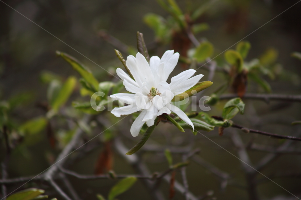 꽃,봄,목련,식물,kobusmagnolia,식물,자연,plants,nature,꽃,flower