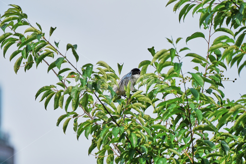 까치,야외,공원,나뭇잎,나무,조류,동물,animal,조류,새,birds