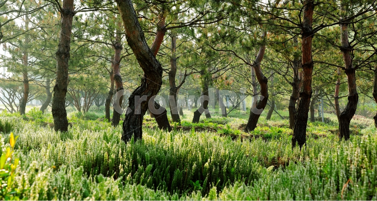 소나무,두물머리,북한강,남한강,아침,자연,풍경,nature,landscape,식물,plants,나무,trees,wood,tree,plant,tree trunk,나무 줄기