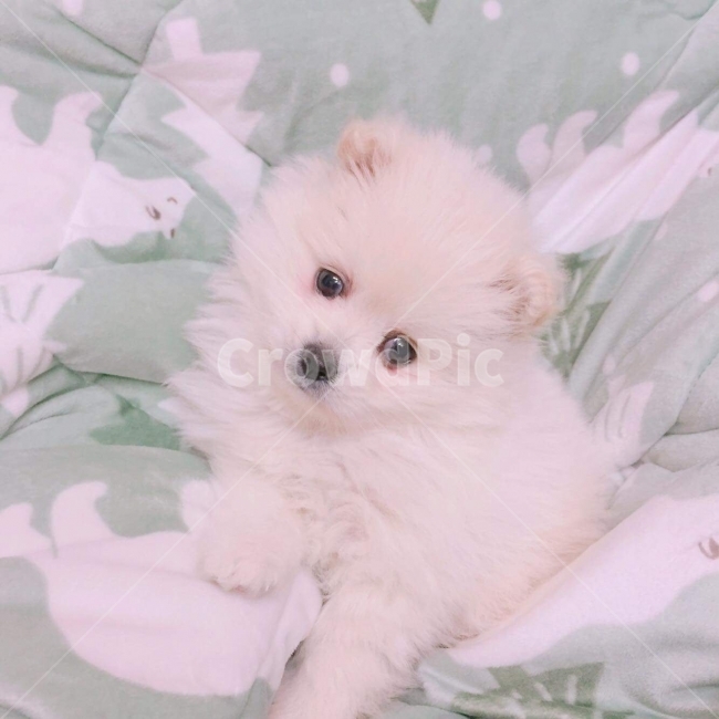 강아지,개,응시,찰칵,애견,가족,사랑,미소,동물,animal,포유류,mammal,개,강아지,dog,doggy