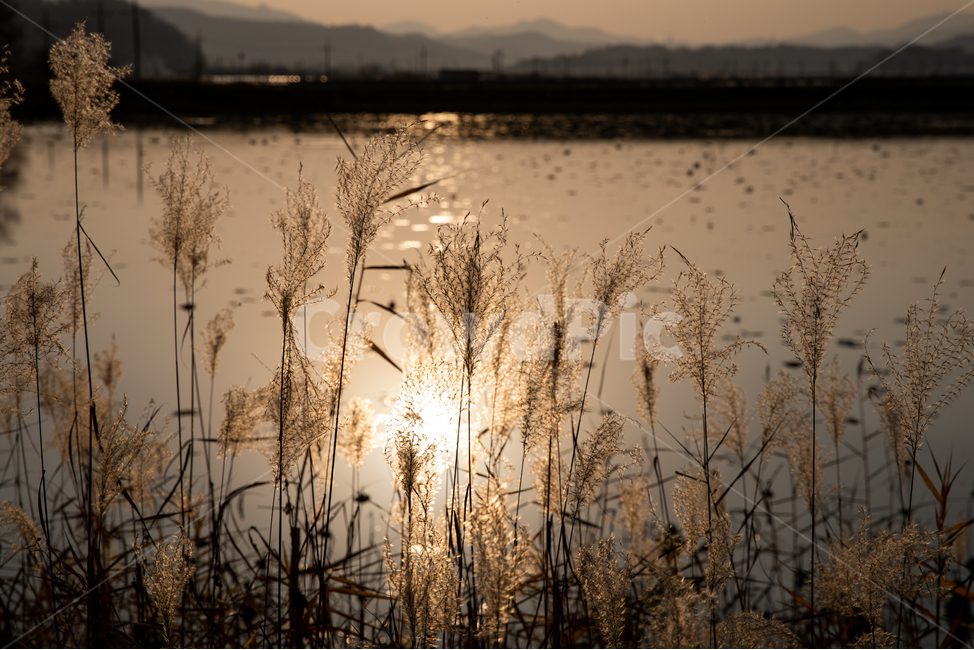 청도,갈대,풍경,청도풍경,가을갈대,감성,일상,스냅,가을,계절,fall,autumn,season,grass,잔디,plant,식물,lawn,reed