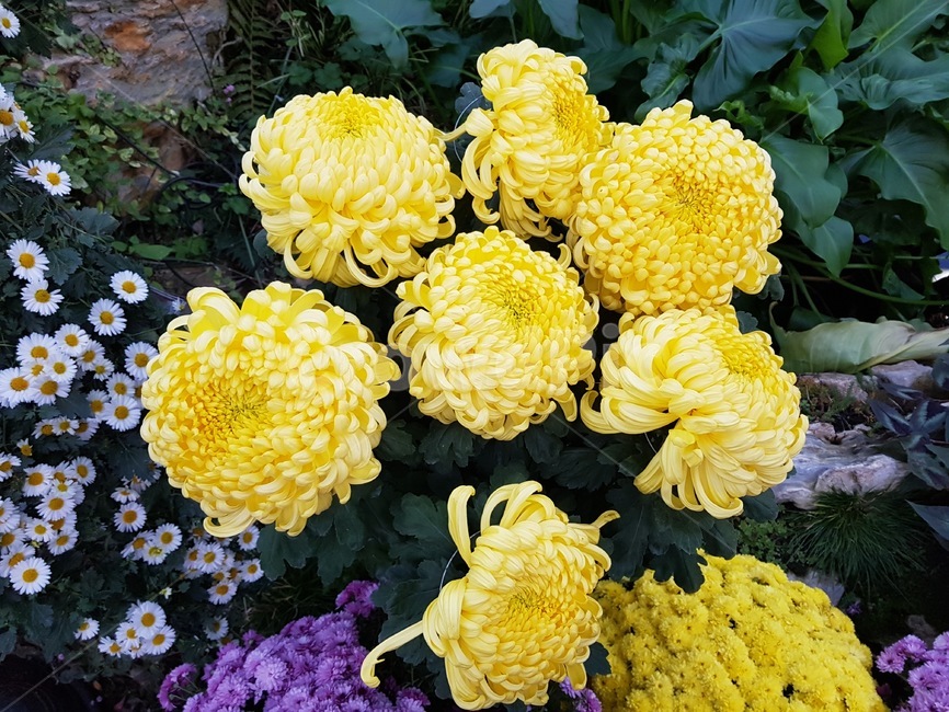 노란꽃,꽃,가을꽃,국화,fall,autumn,flower,식물원,식물,꽃밭