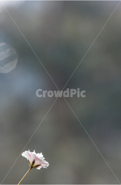 flower,flowers,꽃,꽃병,화병,식물,자연,plants,nature,꽃,flower