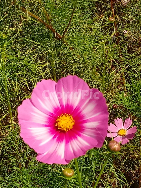 코스모스,꽃,plant,flower,commoncosmos,길국화,꽃잎,가을꽃,식물,자연,plants,nature,꽃,flower