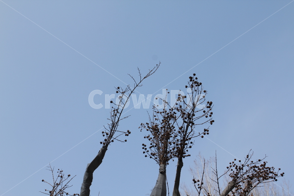하늘,자연,나무,풍경,아름다움,자연,풍경,nature,landscape