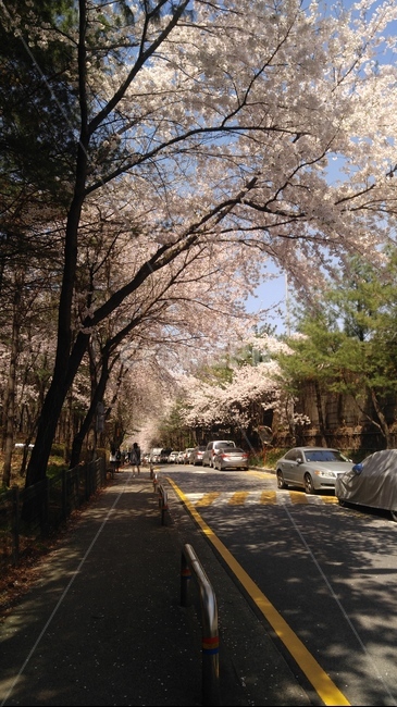 벚꽃,cherryblossom,봄,꽃길,산책