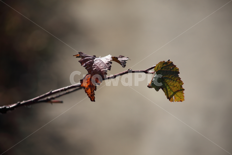 단풍,잎,식물,가을,redleaves,가을,계절,fall,autumn,season,veins,정맥,leaf,plant